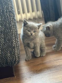 Britisch kurzhaar kitten