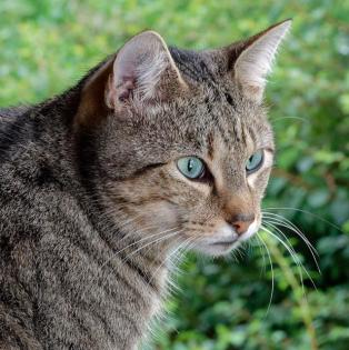 Baccarddi - sucht dringend ein Zuhause aus dem Tierschutz / gechipt geimpft