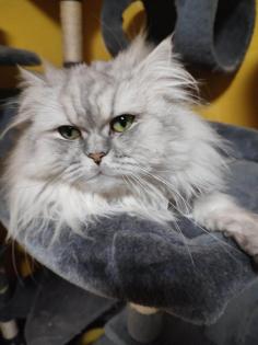 Dringend Monty Kastrierter Perser Kater Silver Shadow 3 5 Jahre