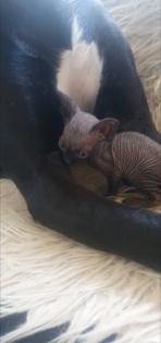 Reinrassige sphinxs mittlerweile 5 Wochen alt dürfen besucht und reserviert werden wir freuen uns au