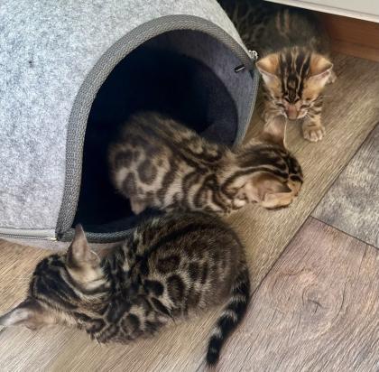 Reinrassige Bengal Kitten mit TICA Stammbaum Brown Rosetted und Marbelt