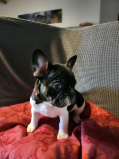 Französische Bulldoggen Baby s