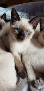 Siam /Thai Kitten Seal Chocolate Point Babys Kätzchen