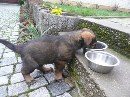 Schäferhundwelpen rein DDR zu verkaufen