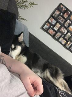 Husky Hündin sucht zuhause