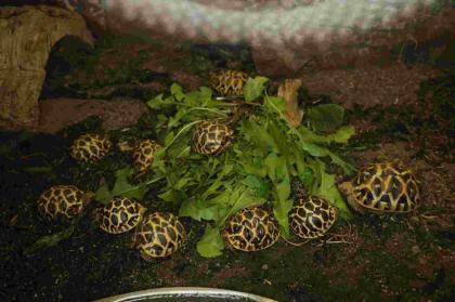 Geochelone elegans / klein bleibende südindische Art