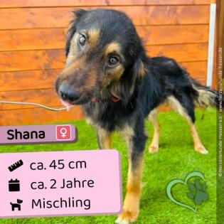 Shana Mischling Hündin ca. 2 Jahre ca. 45 cm Geimpft gechipt kastriert entwu