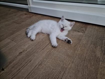 Süße BKH kitten ns 1133 mit Blauen augen