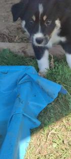 Australian Shepherds