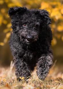 Otto - Aktiver Schmusehund Otto sucht neuen Wirkungskreis