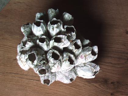 Natürliches Seepockenghäuse-Aquarium
