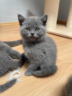 BKH Kitten Britisch Kurzhaar Katzenbabys Kitten
