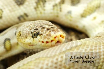 1. 0 Pastel Clown Proven Breeder