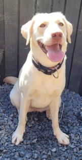 Labrador Welpen suchen dich