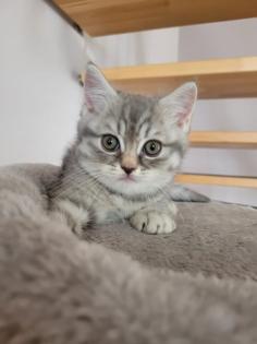Bkh Kätzchen Jungen Black Silver Tabby Whiskas Bärchen