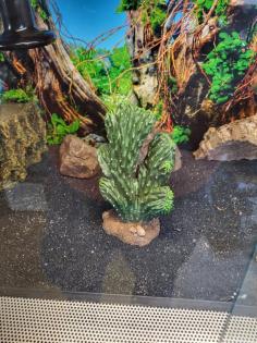 Geckos und Terrarium
