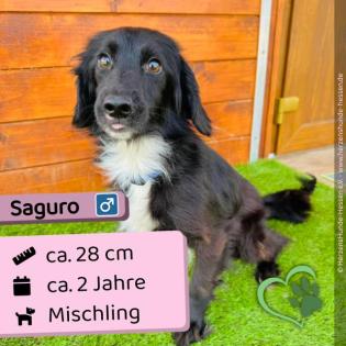 Saguro 2 Jahre verspielt verträglich lieb