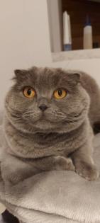 Katze Molly sucht dringend neue Familie