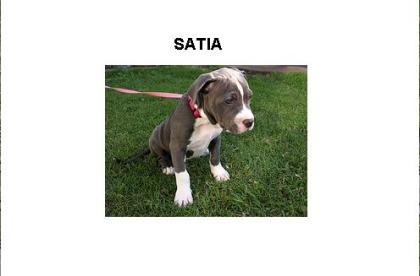 American Pitbull Terrier Welpen . 100 Euro