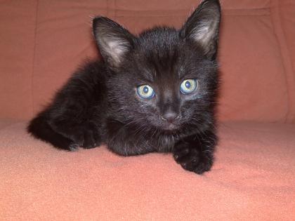 Siam katze 2 5 monate alt