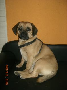 Pugglewelpen F2 Generation Wurfankündigung