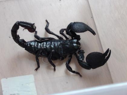 Kaiserskorpione P. imperator zu verkaufen
