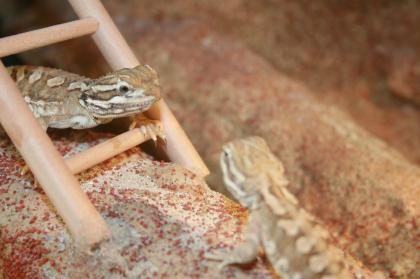 2 Zwergbartagame mit Terrarium zu verkaufen