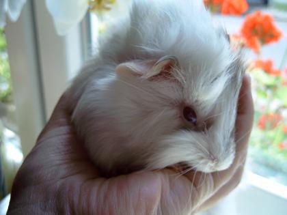 Meerschweinchen