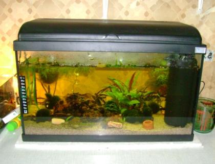 54 L Komplett Aquarium zu verkaufen