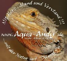 Bartagame - Pogona vitticeps