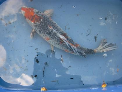 Mehrere Koi 10-45cm