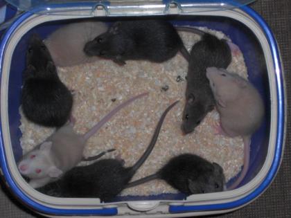 Rattenbabys handzahm auch Sonderfarben und Dumbo