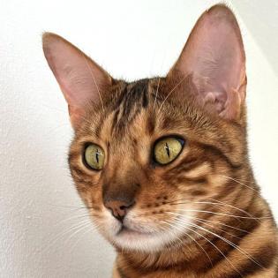 OTIS - Bengal - 4 Jahre - Tierhilfe-Franken e. V.