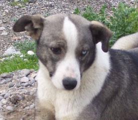 Pfötchenhilfe Rhodos sucht für Husky-Mischling Tina ein neues Zuhause