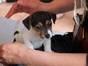 Jack Russel Welpen ab sofort verfügbar