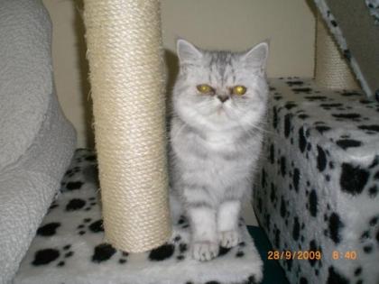 Junge Exotic Shorthair Kätzin geb. 7. 04. 2022