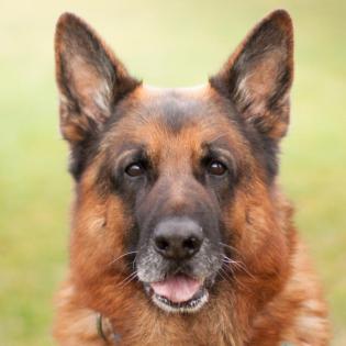 GUSTI - Schäferhund - 9 Jahre - Tierhilfe-Franken e. V.