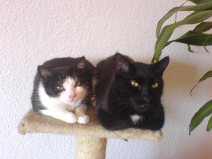 Wir suchen dringend ein zuhause