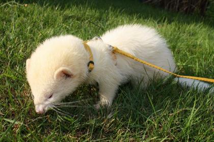 Frettchen Albino Rüde sucht neues schönes Zuhause