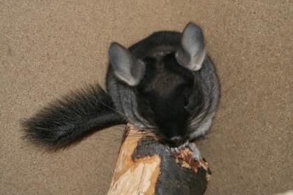 Süße Chinchilla suchen neues liebevolles Zuhause