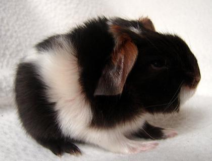 Rassemeerschweinchenbabys aus gepflegter kleiner Hobbyzucht