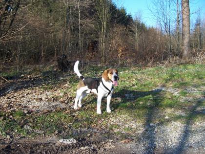 Unser Beagle Snoopy sucht ein neues zu Hause