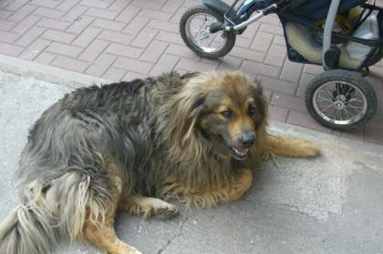 SCHÄFERHUND MISCHLINGSHÜNDIN kastriert