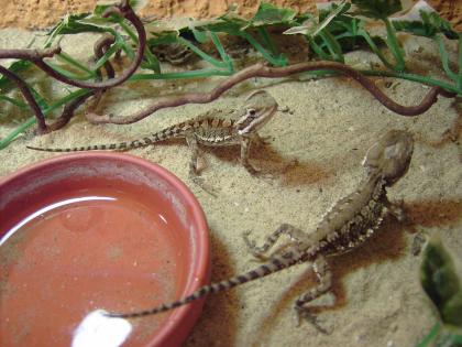 4 3 Pogona Henrylawsoni Zwergbartagamen von Ende 07/09