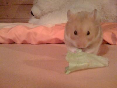 Hamsterkäfig