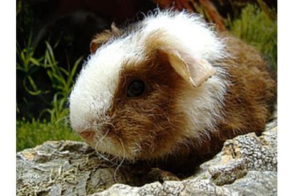 Meerschweinchen w m suchen ganz dringend eine neue Familie