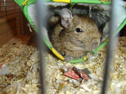 Degupärchen abzugeben Vogelvoliere kann mitgekauft werden