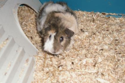 Meerschweinchen mit zubehör abzugeben