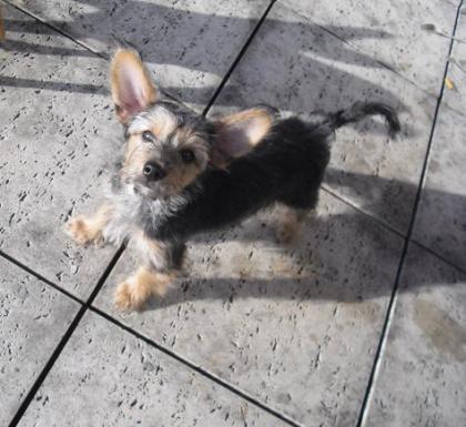 Wir verkaufen einen süßen Rehpinscher Mischling