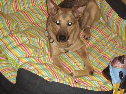 Felix Mischlingsschäferhund sucht ein liebes zuhause